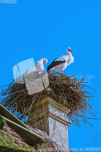 Image of Storks in a nest 