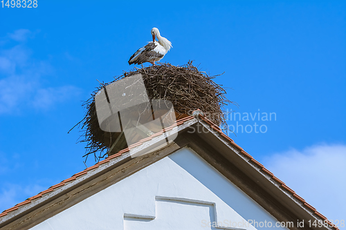 Image of Stork in the nest 