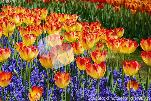 Image of Red and Yellow Tulips