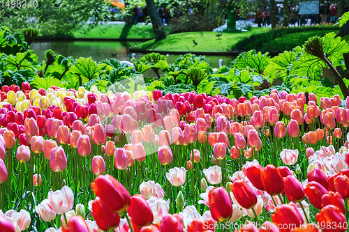 Image of Tulips Flower Bed 
