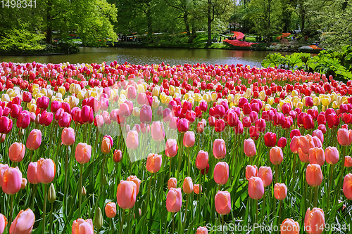 Image of Tulips Flower Bed 