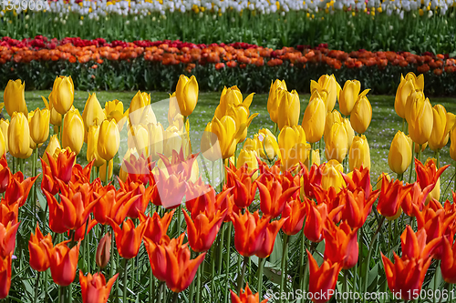 Image of Red and Yellow Tulips