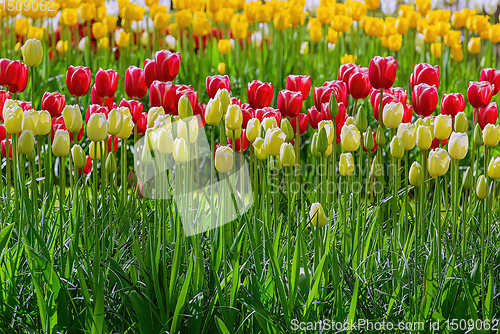 Image of Different Kinds of Tulips