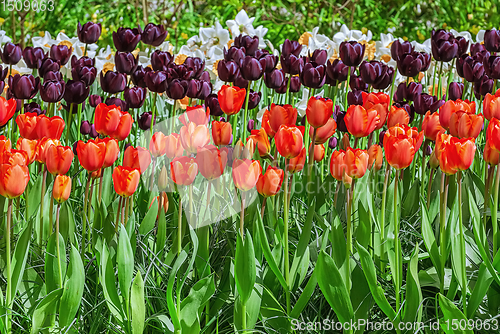 Image of Different Kinds of Tulips