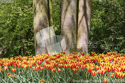 Image of Red and Yellow Tulips