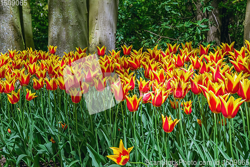 Image of Red and Yellow Tulips