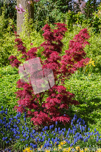 Image of Plants in the Garden