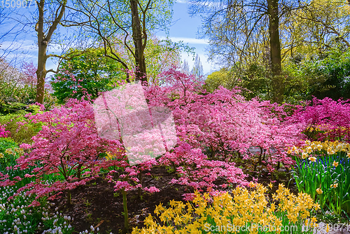 Image of Plants in the Garden