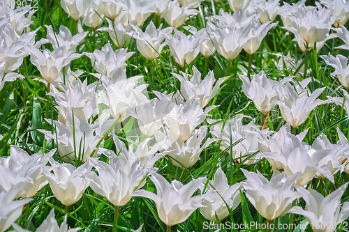 Image of Flowerbed of white tulips