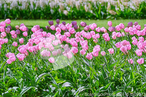 Image of Flowerbed of pink tulips