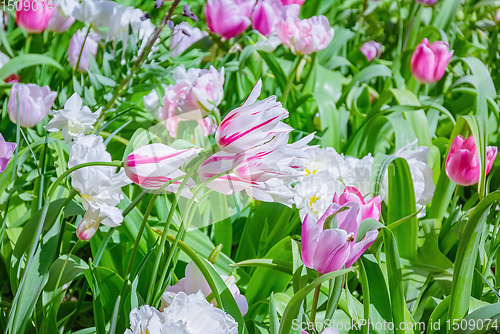 Image of Flowerbed of tulips