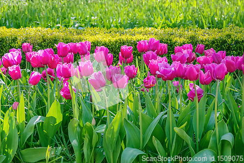 Image of Flowerbed of pink tulips