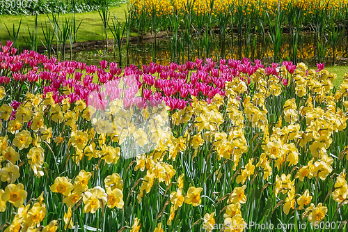 Image of Flowerbed of narcissus and tulips 