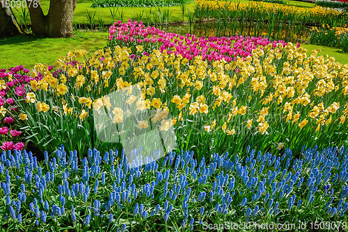 Image of Flowerbed of narcissus and tulips