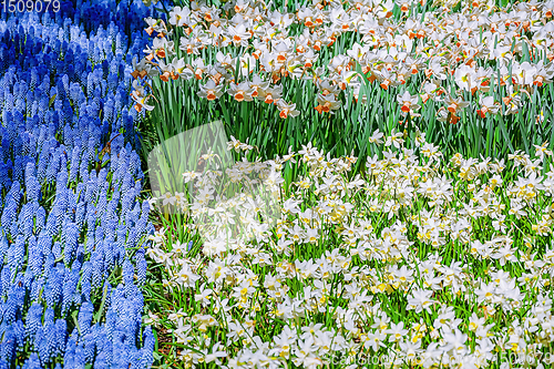 Image of Muscari Armeniacum and Narcissus Flowerbed