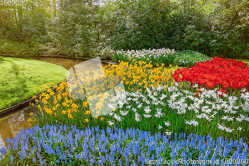 Image of Muscari Armeniacum, Narcissus and Tulips Flowerbed