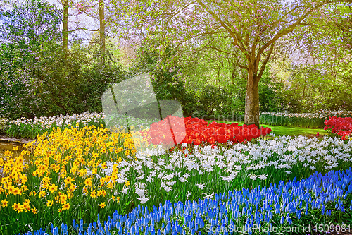 Image of Muscari Armeniacum, Narcissus and Tulips Flowerbed