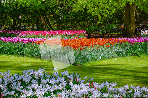 Image of Flowerbed of tulips