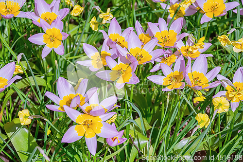 Image of Flowerbed of tulips in the garden