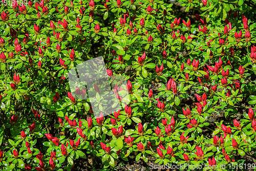 Image of Flowerbed of tulips in the garden