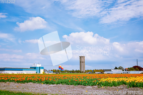 Image of Tulip field and factory