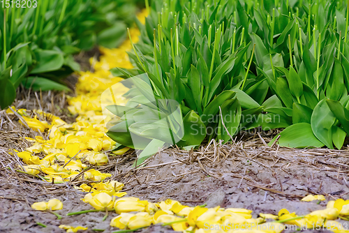 Image of Mown tulip field