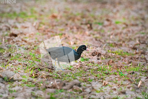 Image of Eurasian coot at the shore