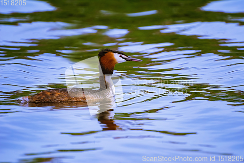 Image of The great crested grebe