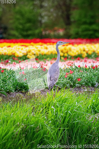 Image of Heron near the tulip field