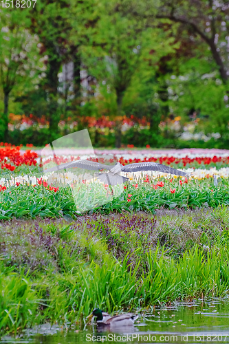 Image of Heron near the tulip field