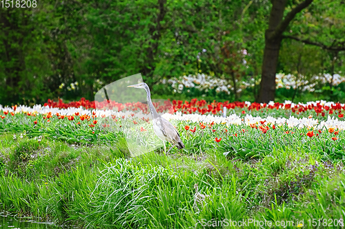 Image of Heron near the tulip field