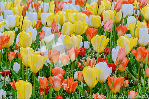 Image of Flowerbed of tulips in the garden