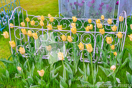 Image of Flower Bed with Tulips