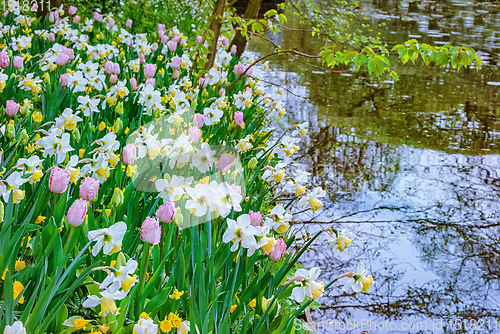 Image of Narcissus and tulips