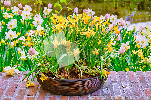 Image of Narcissus in a flower pot