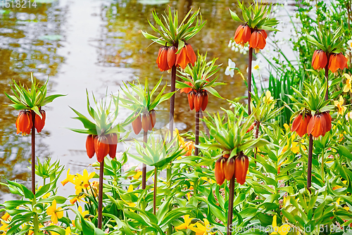Image of Flowers on the bank of the canal