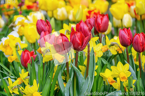 Image of Narcissus and Tulips Flowerbed