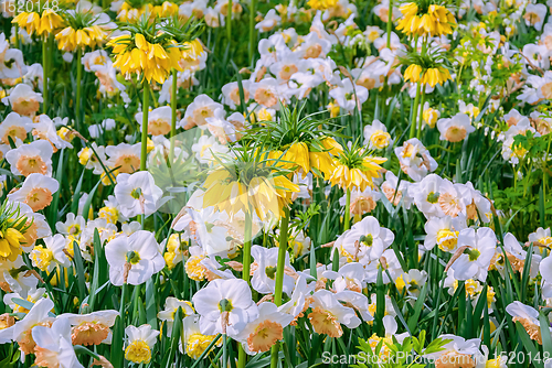 Image of Flowerbed with different types of flowers