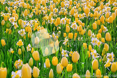 Image of Narcissus and Tulips Flowerbed