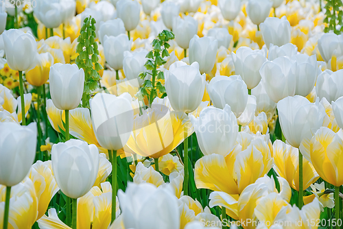 Image of Flowerbed of tulips in the garden