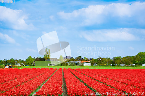 Image of Field of red tulips