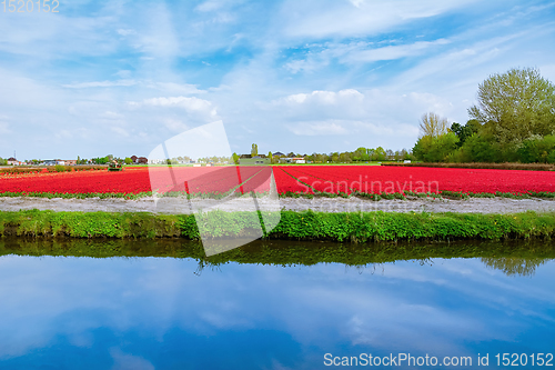 Image of Field of red tulips