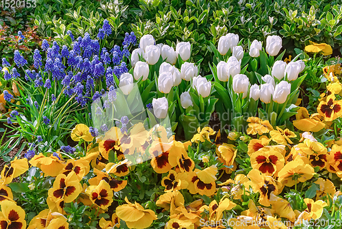 Image of Muscari Armeniacum, Pansies and Tulips Flowerbed