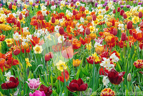 Image of Narcissus and Tulips Flowerbed