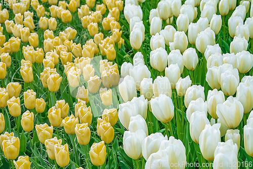 Image of Flowerbed of tulips in the garden