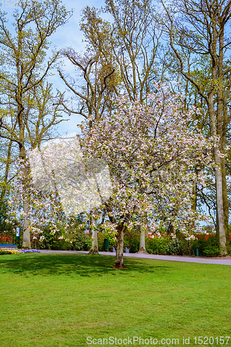 Image of Flowering tree in the park