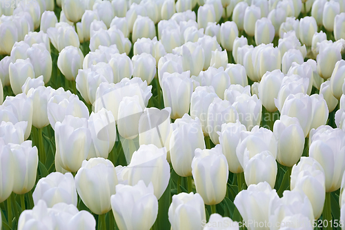 Image of Flowerbed of tulips in the garden