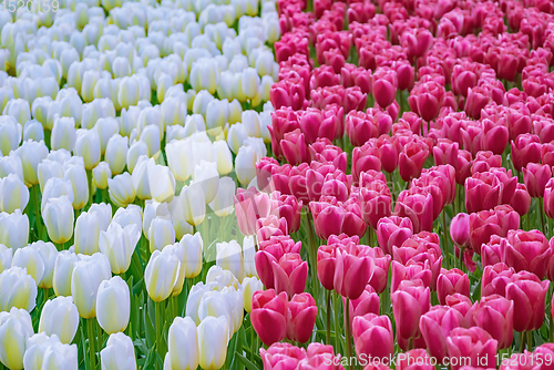 Image of Flowerbed of tulips in the garden