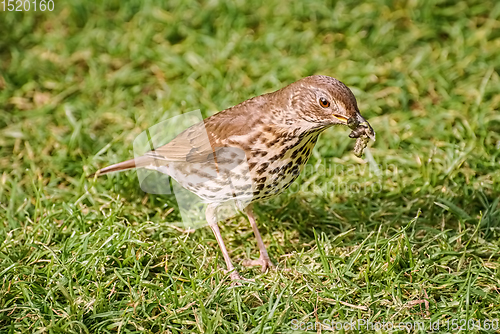 Image of Song thrush on the grass