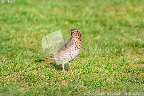 Image of Song thrush on the grass